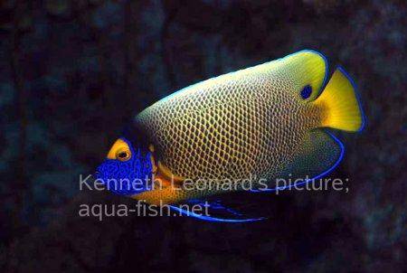 Yellowface Angelfish, picture no. 15