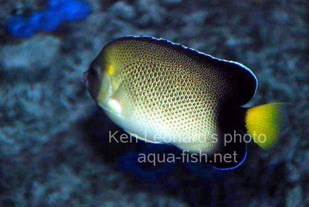 Yellowtail Angelfish picture 2