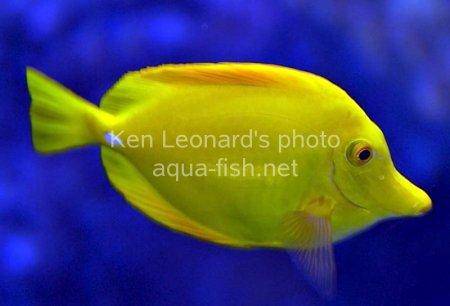 Yellow Tang picture 6