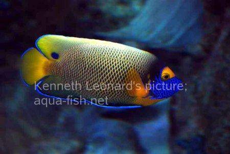 Yellowface Angelfish, picture no. 14
