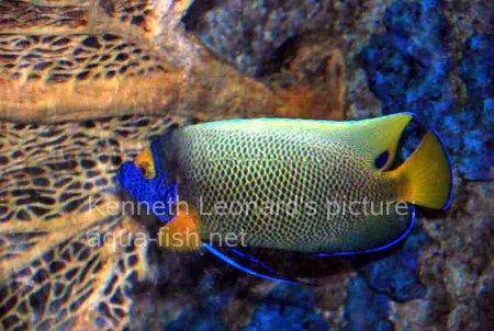 Yellowface Angelfish, picture no. 19