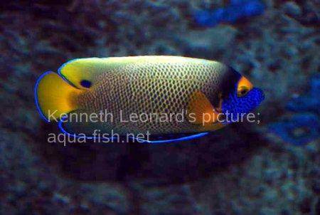 Yellowface Angelfish, picture no. 20