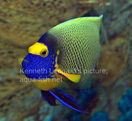 Yellowface Angelfish, picture no. 10
