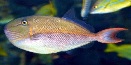 Bluelined Triggerfish, picture no. 2