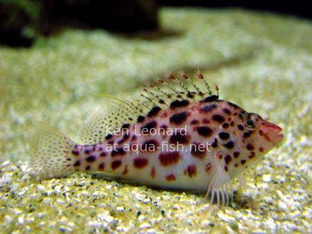 Coral Hawkfish picture