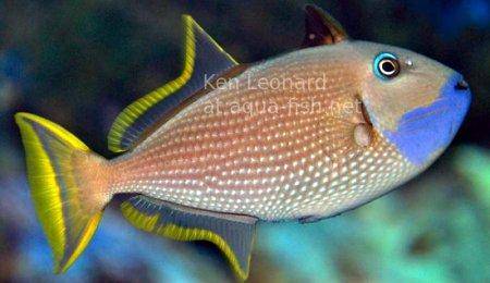 Gilded Triggerfish, picture 2