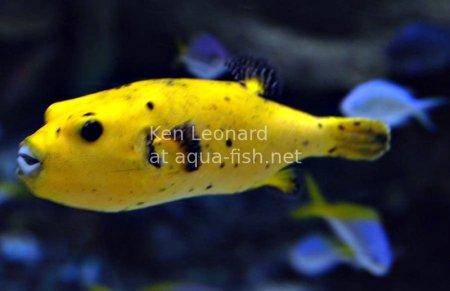 Golden Puffer, picture no. 6