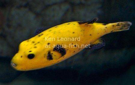 Golden Puffer, picture no. 8