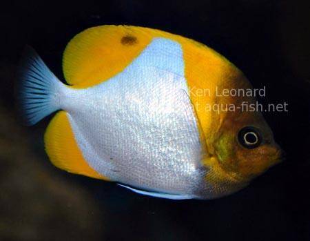 Pyramid Butterflyfish, picture no. 1