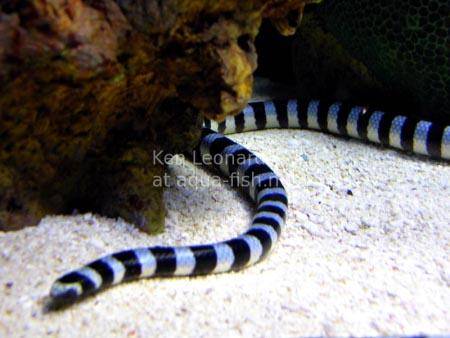 Shorttail Snake Eel, picture no. 3