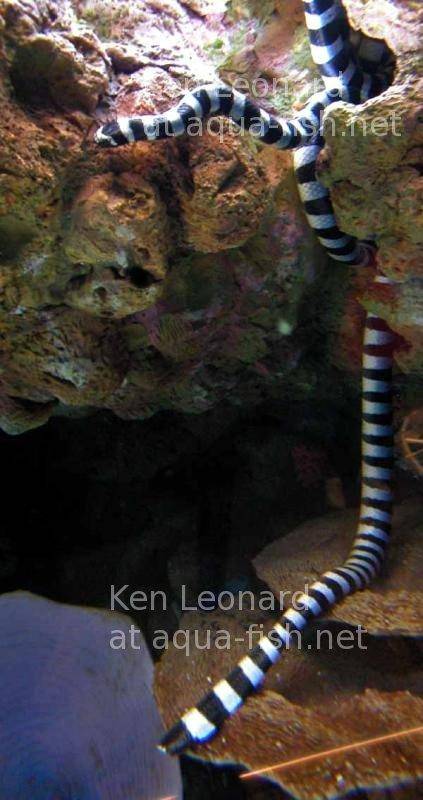 Shorttail Snake Eel, picture no. 4