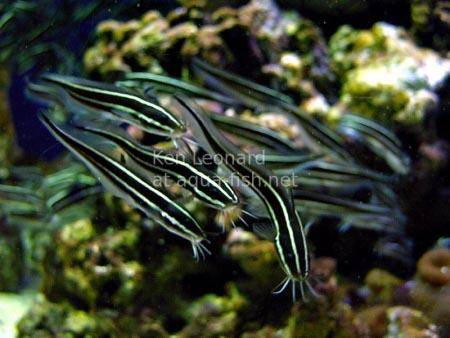 Striped Eel Catfish, picture no. 6