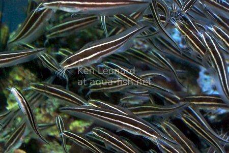 Striped Eel Catfish, picture no. 7