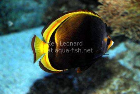Black Butterflyfish, picture 2