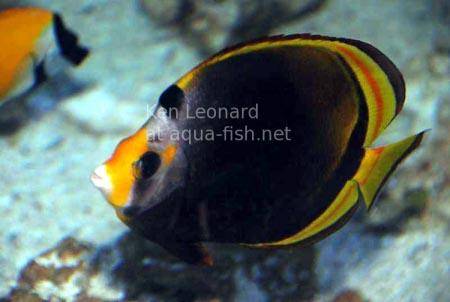 Black Butterflyfish, picture 3