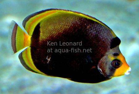 Black Butterflyfish, picture 4