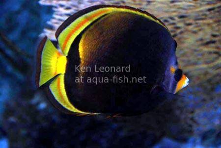 Black Butterflyfish, picture 5