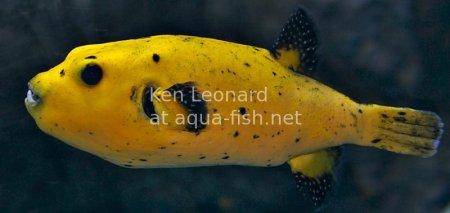 Golden Puffer, picture no. 1