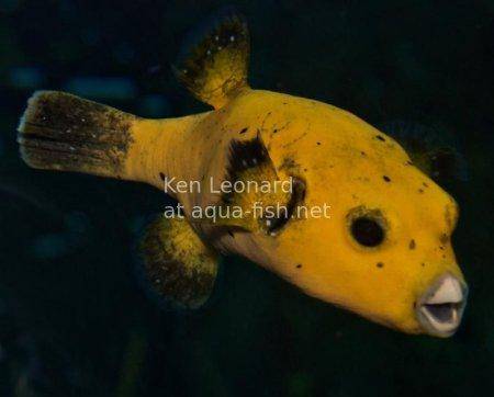 Golden Puffer, picture no. 3