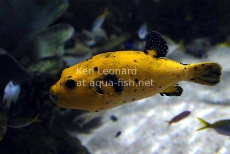 Golden Puffer, picture no. 4