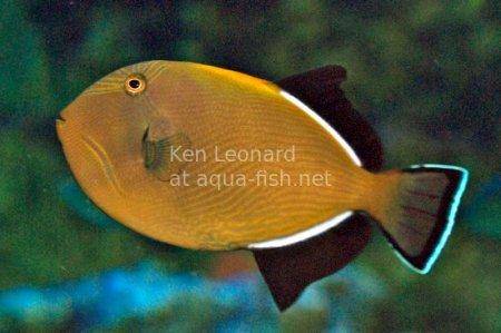 Indian Triggerfish, picture no. 1