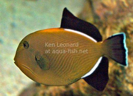 Indian Triggerfish, picture no. 2