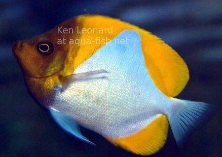 Pyramid Butterflyfish, picture no. 2