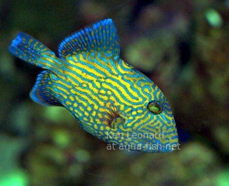 Yellow-spotted Triggerfish, picture 1