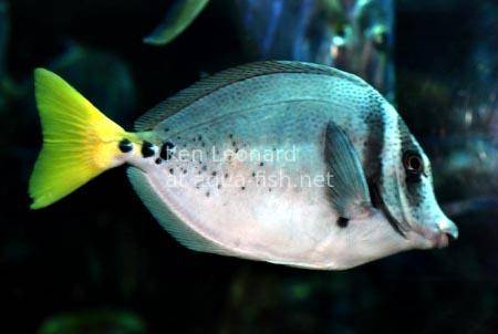 Yellowtail surgeonfish, picture 2