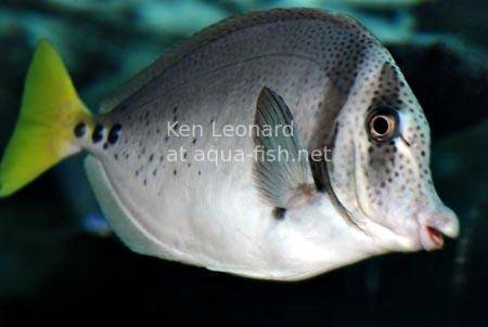 Yellowtail surgeonfish, picture 4