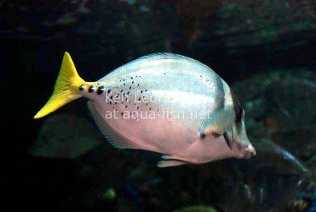 Yellowtail surgeonfish, picture 3